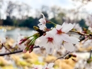日本で若者4人が桜の木を揺すって花を散らす動画に批判―台湾メディア