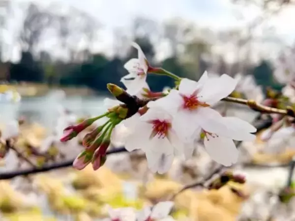 「日本で若者4人が桜の木を揺すって花を散らす動画に批判―台湾メディア」の画像