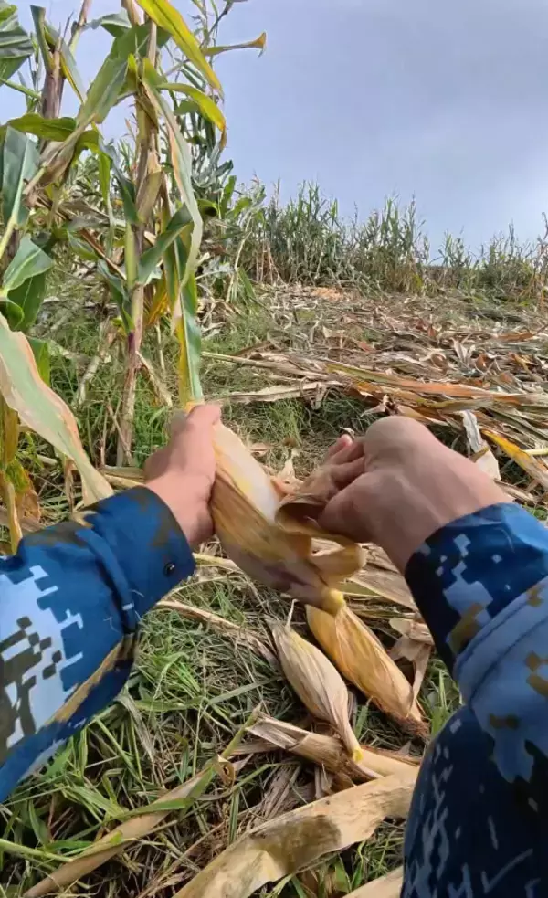 8連休に実家でトウモロコシの収穫を手伝った大学生が話題に―中国