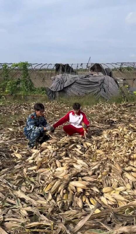 8連休に実家でトウモロコシの収穫を手伝った大学生が話題に―中国