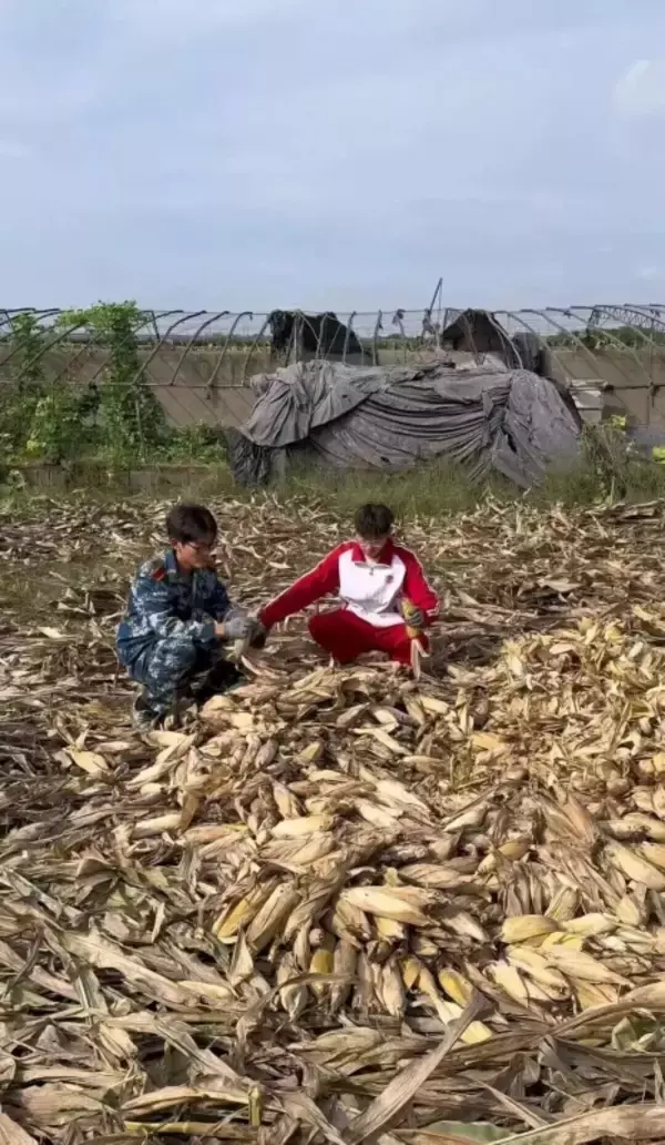 「8連休に実家でトウモロコシの収穫を手伝った大学生が話題に―中国」の画像