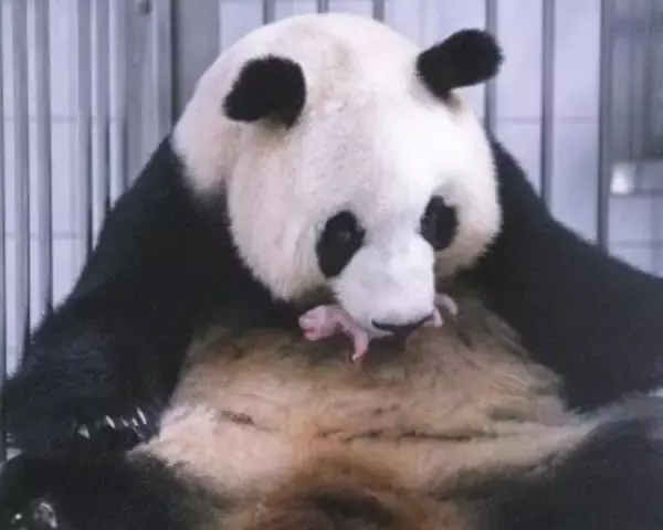 韓国在住パンダ「ローバオ」「アイバオ」夫婦に3頭目の雌の赤ちゃん誕生