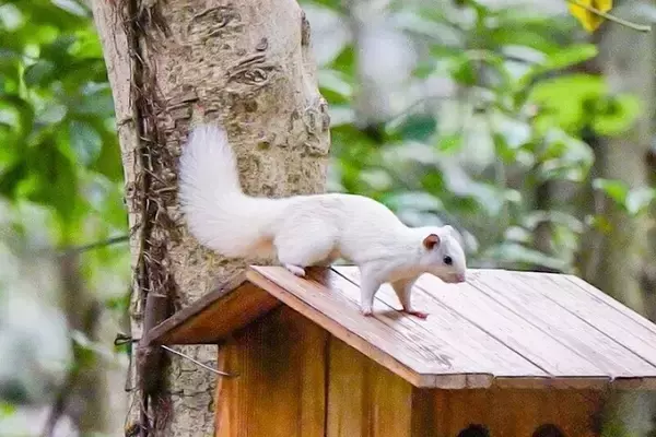 「白いリスが南寧市の石門公園に現れる―中国」の画像