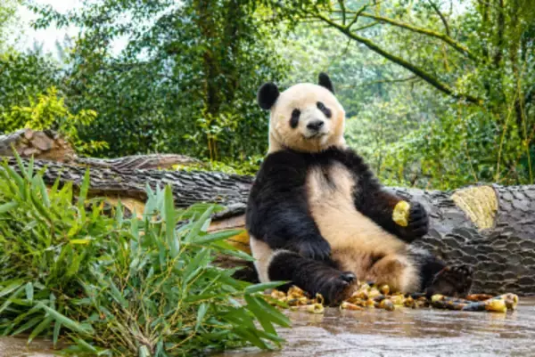 上野動物園から中国に返還されたシャンシャン、日本から会いに来るファンが後を絶たず―中国メディア
