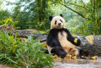 上野動物園から中国に返還されたシャンシャン、日本から会いに来るファンが後を絶たず―中国メディア