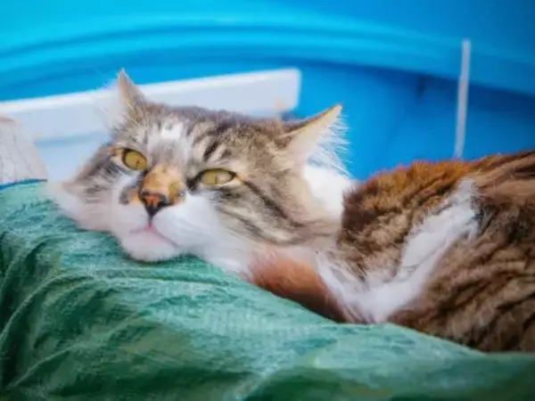 中国でネコ用ダイエット薬の製造販売承認申請、新たな市場開発へ―中国メディア