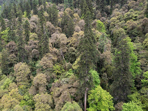 中国で一番高い木の記録が再び更新、チベットで高さ83．2メートルのスギを発見