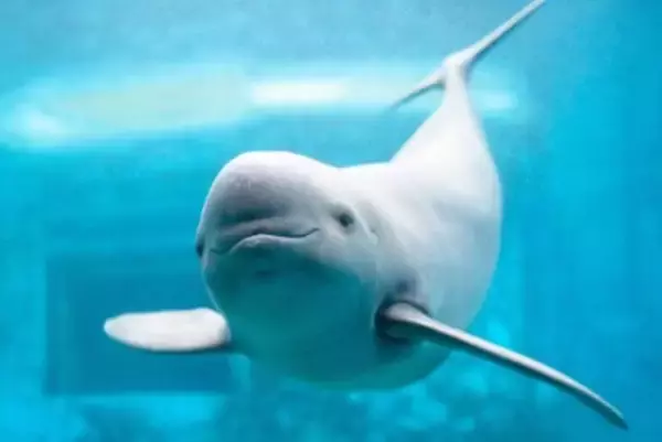 長江流域での漁業禁止以降に魚類が43種増加、ヨウスコウカワイルカは177頭増の1426頭に―中国