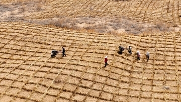 中国の砂漠化防止・対処、著しい成果―中国国家林草局