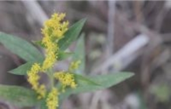 上海で外来侵入種「セイタカアワダチソウ」発見