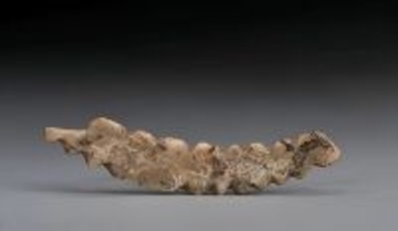 厚さ1ミリのイノシシ牙の彫刻から見える5300年前の中国の蚕文明