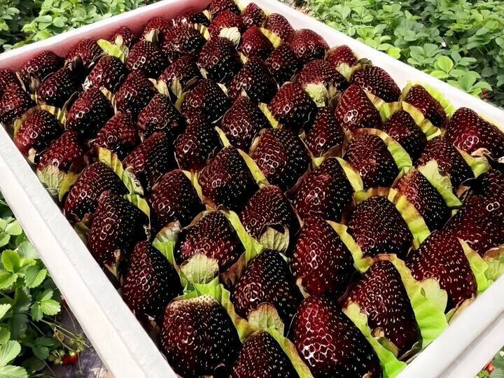 日本から導入？中国で新品種「黒イチゴ」が人気に―台湾メディア