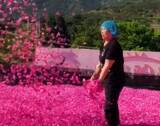 「バラの花びらの天日干し、目の覚めるような艶やかな色が広がる―山東省日照市」の画像1