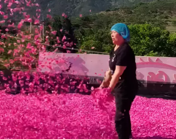 バラの花びらの天日干し、目の覚めるような艶やかな色が広がる―山東省日照市