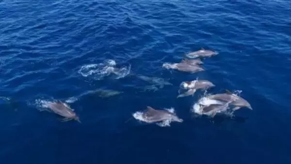 海南省の三亜蜈支洲島の近海にイルカの群れ―中国