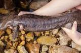「安徽省で野生のオオサンショウウオの新種を発見―中国」の画像1