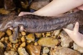安徽省で野生のオオサンショウウオの新種を発見―中国