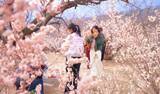 「サクランボの花が山一面を覆い、観光客を魅了―山東省」の画像1