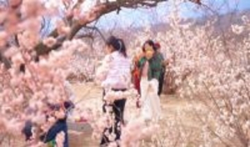サクランボの花が山一面を覆い、観光客を魅了―山東省