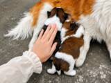 「中国での母犬虐殺巡り在米大使館前で集会、全国的な動物保護法の制定を要求―仏メディア」の画像1