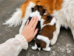 中国での母犬虐殺巡り在米大使館前で集会、全国的な動物保護法の制定を要求―仏メディア