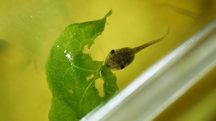 姿を消した上海在来種のカエルを救え、10年にわたる田畑復帰の取り組み―上海市