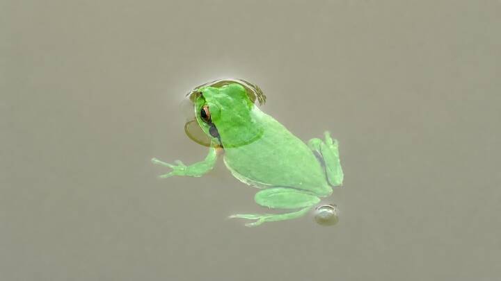 姿を消した上海在来種のカエルを救え、10年にわたる田畑復帰の取り組み―上海市
