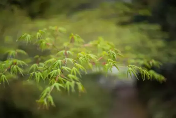 中国の環境系シンクタンクの実力が世界トップレベルに―中国メディア