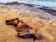 中国人家族がアシカに嫌がらせ、ラ・ホヤ・コーブから追い出される―米国