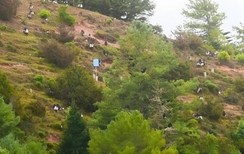 ウンナンシシバナザル300匹以上が一斉に移動、山を越える壮観な光景―雲南省