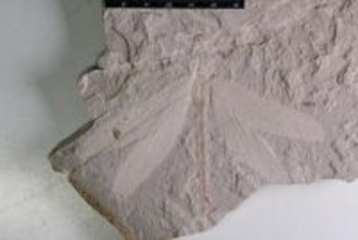 内モンゴル自治区で1億6500万年前のトンボの化石を発見―中国
