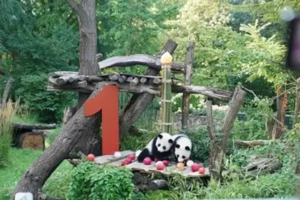 ドイツ・ミュンヘン、パンダ2頭を迎える計画