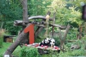 ドイツ・ミュンヘン、パンダ2頭を迎える計画