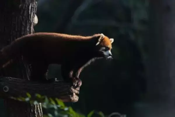 上海市、レッサーパンダ2頭を台北動物園に贈呈