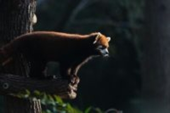 上海市、レッサーパンダ2頭を台北動物園に贈呈