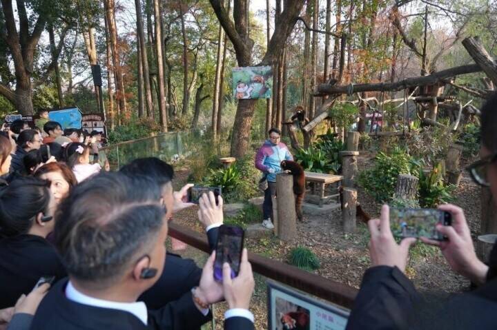 上海市、レッサーパンダ2頭を台北動物園に贈呈