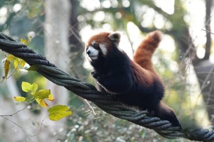 上海市、レッサーパンダ2頭を台北動物園に贈呈