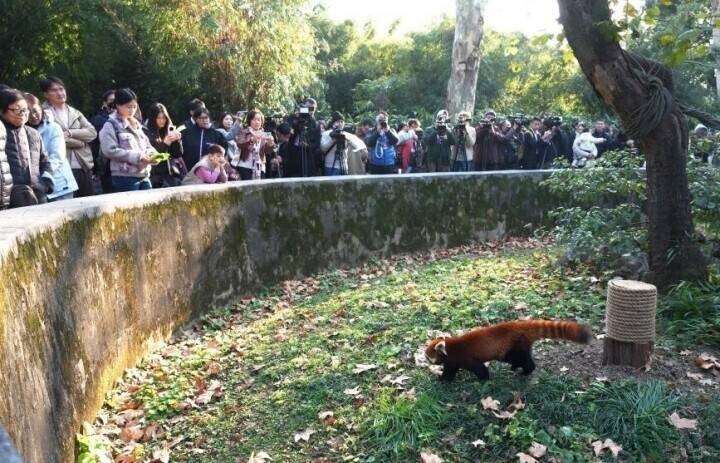 上海市、レッサーパンダ2頭を台北動物園に贈呈