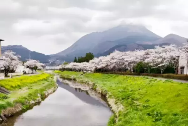 桜の季節、日本の意外な都市が台湾で人気に―台湾メディア