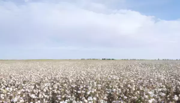 綿花栽培をスマート農業がバックアップ―中国