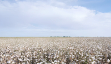 綿花栽培をスマート農業がバックアップ―中国