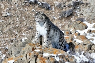 ユキヒョウの個体数が13年で約5000頭に倍増―中国