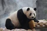 「パンダ界の王子モンランが「後ろ歩き」、北京動物園がコメント」の画像1