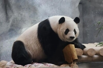 パンダ界の王子モンランが「後ろ歩き」、北京動物園がコメント