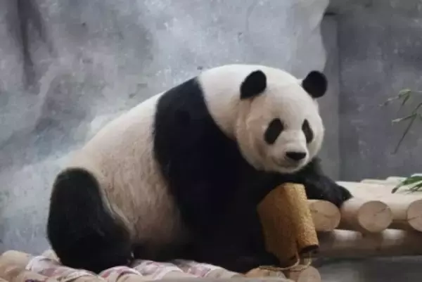 パンダ界の王子モンランが「後ろ歩き」、北京動物園がコメント