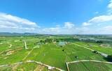 「花から生まれた100億元産業、世界に香る広西横州のジャスミン―中国」の画像1