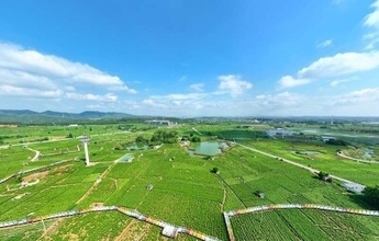 花から生まれた100億元産業、世界に香る広西横州のジャスミン―中国