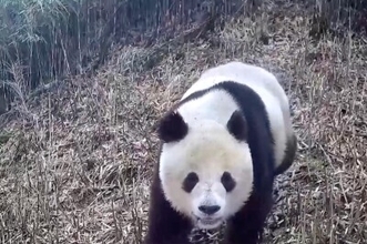 野生のジャイアントパンダが赤外線カメラに近づく愛らしい姿が記録―中国