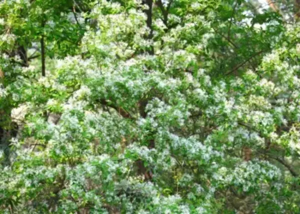 古木107本が満開迎え、雪が積もっているような白い花の絶景―雲南省