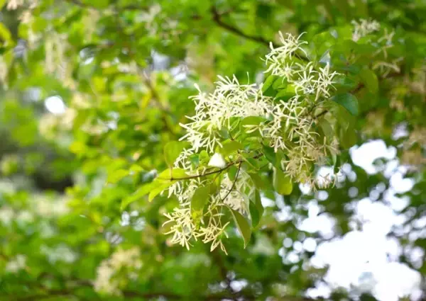 「古木107本が満開迎え、雪が積もっているような白い花の絶景―雲南省」の画像